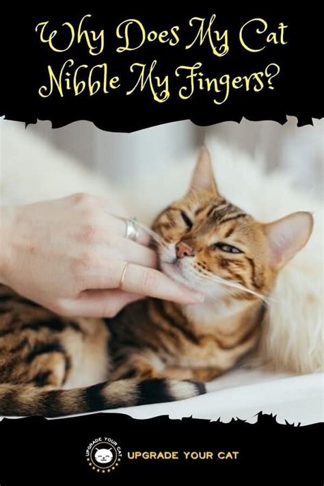 Why Does My Cat Nibble My Fingers? (What It Means)