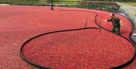 You can plunge into a sea of cranberries near Vancouver this fall ...