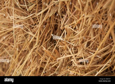 finding  needle   haystack  res stock photography  images alamy