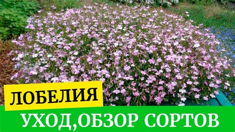 Особый уход за ампельной лобелией. Лобелия сапфир, пурпурная, белая ...