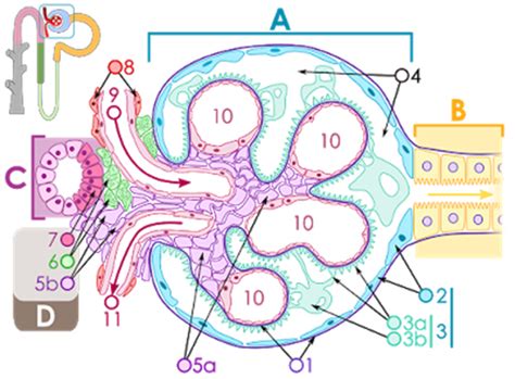 kapsula bowman materi  soal biologi