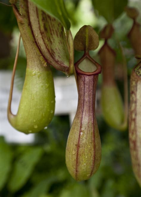 Pitcher Plant Trap | ClipPix ETC: Educational Photos for Students and ...