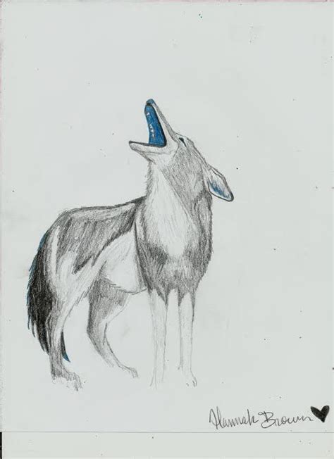 Coyote Howling Drawing at PaintingValley.com | Explore collection of Coyote Howling Drawing