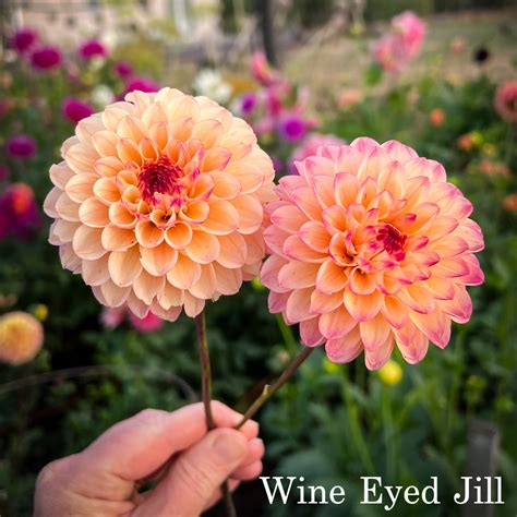 Wine Eyed Jill - In The Trough