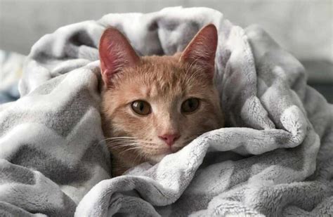 How To Take Care of A Kitten 6 Weeks Old: A 7-Step Guide - CatBounty
