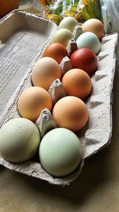 farmers market eggs  amazing edel alon