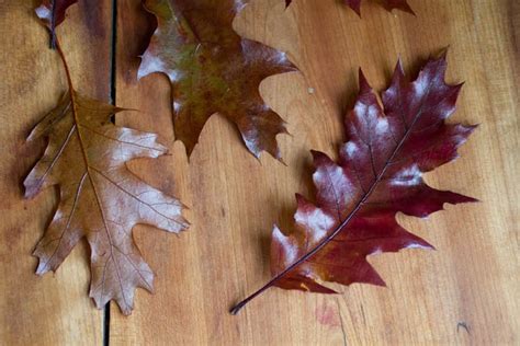 twenty-two pleasant: leaves preserved with glycerine