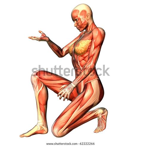 3d Rendering Woman Kneelkneeling Pose Than Stock Illustration 62222266