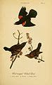 categoryreport   birds  pennsylvania wikimedia commons
