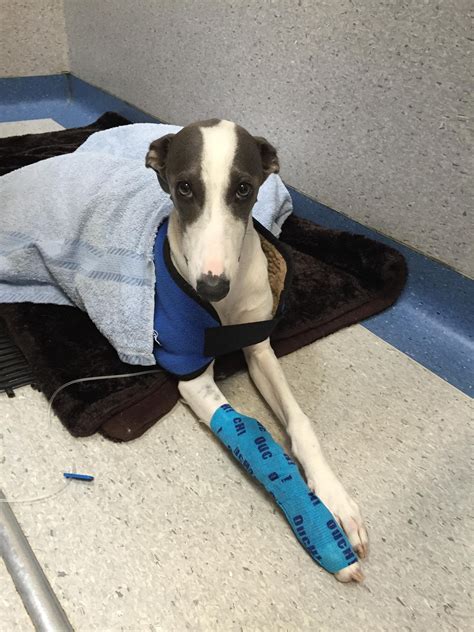 Does My Dog Feel Bad