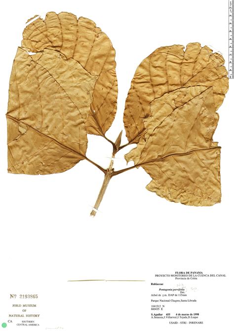 Pentagonia | Rapid Reference | The Field Museum