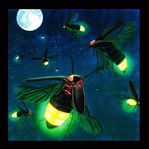 memelihara kunang kunang sumber ilmu