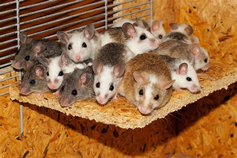 A group of mice on a piece of wood image - Free stock photo - Public