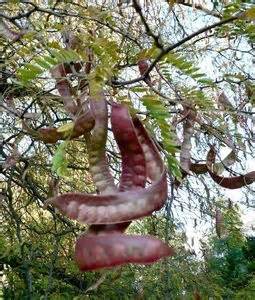 Dřezovec trojtrnný - Gleditsia triacanthos - Herbář - Houbaření