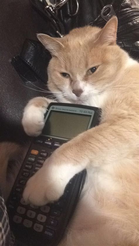 Calculator cat