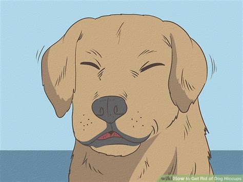 how to help my dog get rid of hiccups
