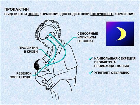 Технологии естественного вскармливания - презентация онлайн