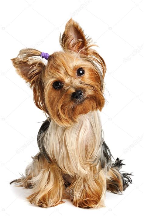Yorkshire terrier: fotografía de stock © scorpp #6017961 | Depositphotos