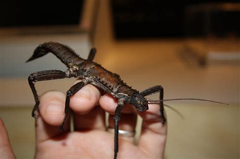 Leaf and Stick Insects: Order Phasmatodea - The Australian Museum