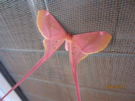 Pink silk moth | Pink moth, Beautiful bugs, Cute moth