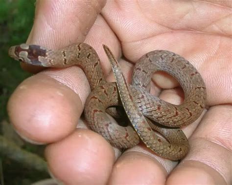 Western kukri - Facts, Diet, Habitat & Pictures on Animalia.bio