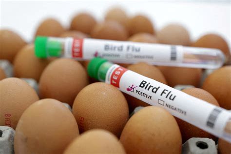 Bird flu in Michigan: H5N1 Symptoms, what outbreak means for pets, why wastewater matters