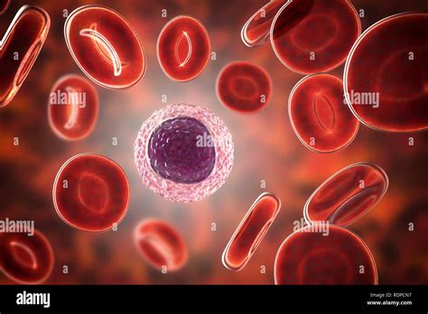 white blood cells lymphocytes pediatric lymphocytes