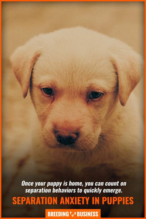 Are Puppies Sad When They Leave Their Mom