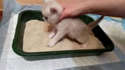 КАК НАУЧИТЬ КОТЁНКА ХОДИТЬ В ЛОТОК!!! ЧАСТЬ 1 . Шотландские Котята ...