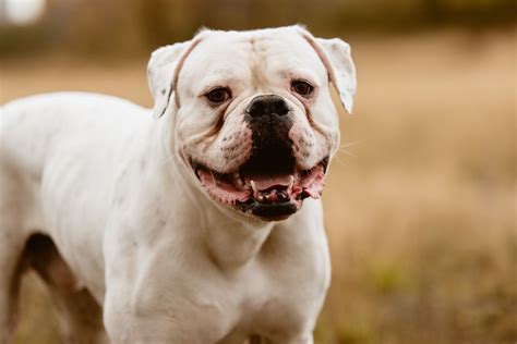 american bulldog dog breed characteristics care