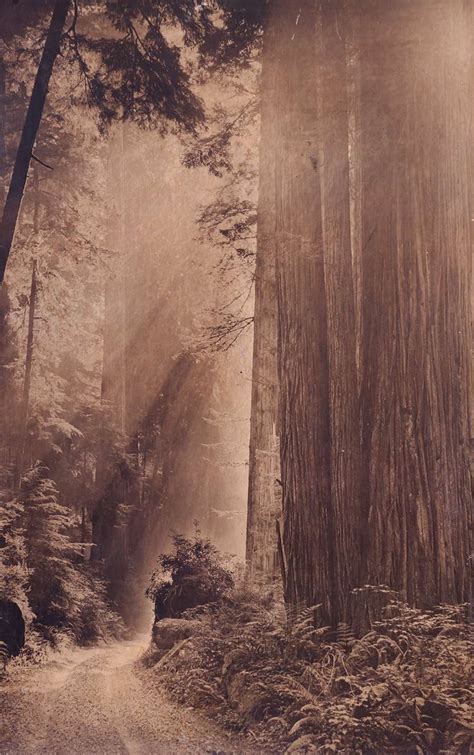 Large Photo of Redwood Trees c1910 | California Historical Design