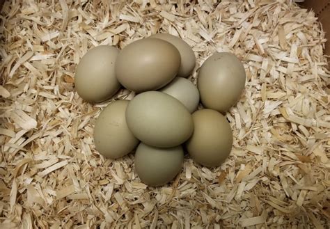 Olive Egger – The Pasture Farms