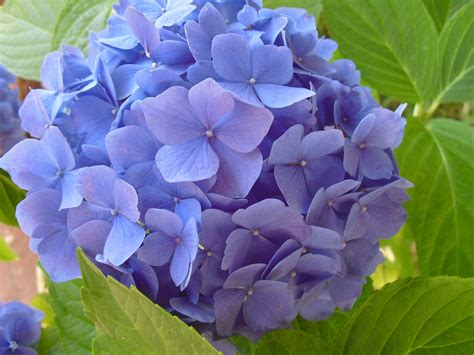snow   air hydrangea