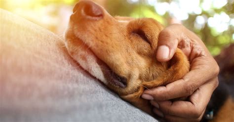 What Is Addison's Disease In Dogs? - Facty