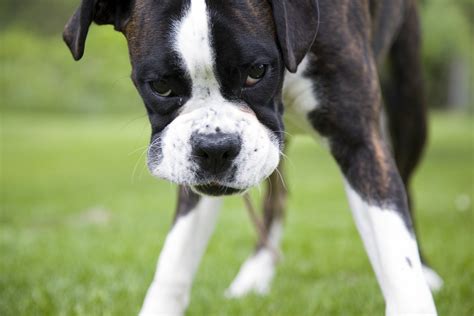 Gratis bilder på boxer - Hundar