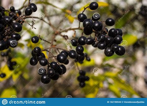 Bunches of Small Black Berries Stock Photo - Image of backgrounds ...