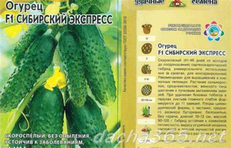 Огурец Сибирский экспресс F1: характеристика и описание сорта с фото
