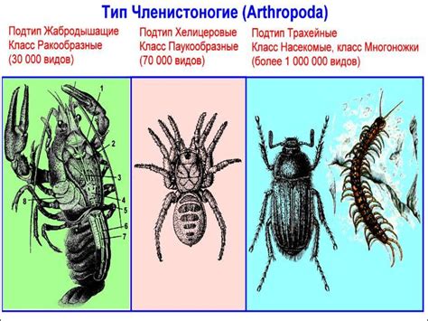 Тип членистоногие - online presentation