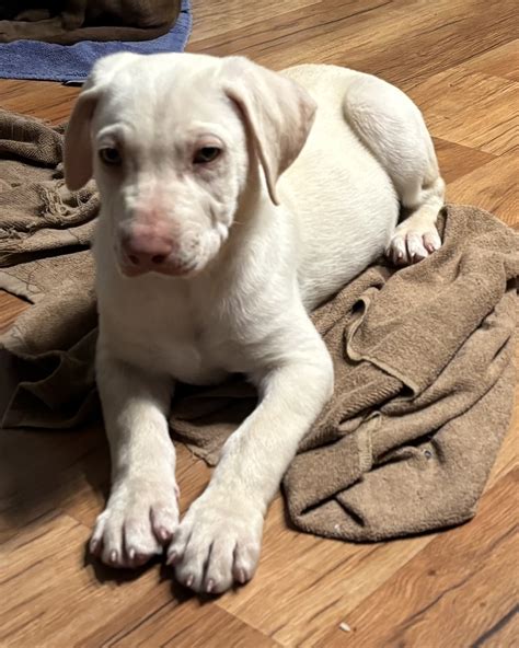 Labs Available from GGLRR Lab Rescue - or in the process of being adopted