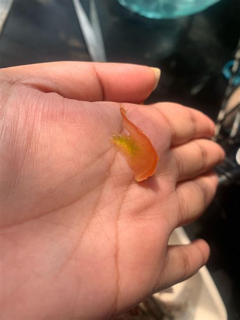 i decided to plant cherry tomato from its seeds. however, the inside of