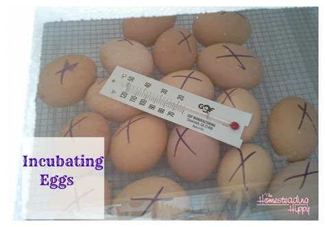 how to put eggs in an incubator