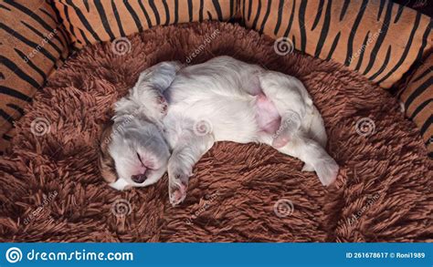 Very cute puppy sleeping stock image. Image of sleeping - 261678617