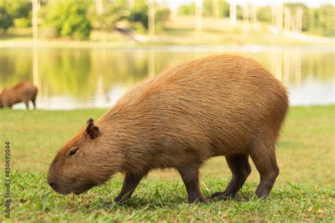 Capybara Eating Grass