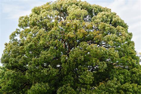 Big Booty Lightskin Photos, Download The BEST Free Big Booty Lightskin