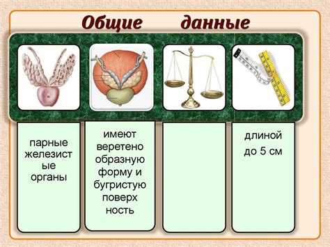 Мужские половые органы - презентация онлайн