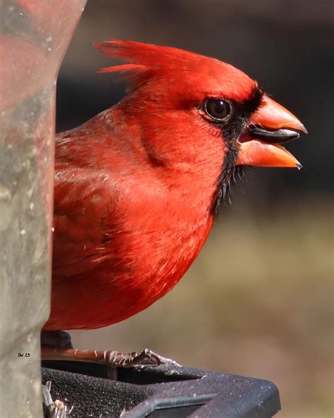 Cardinal - Male by DasDriver on DeviantArt