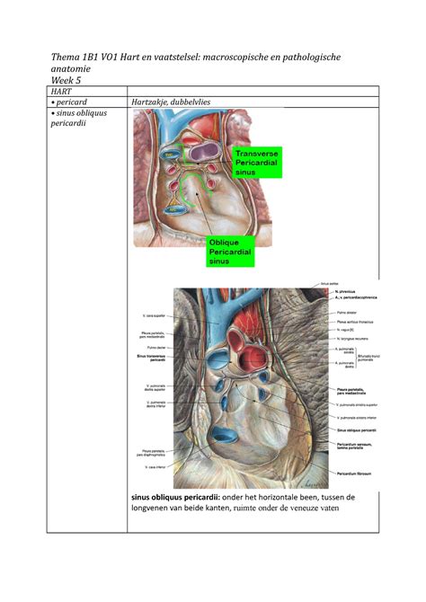Thema 1B1 VO1 Hart en vaatstelsel - cava superior resp. aorta en ...
