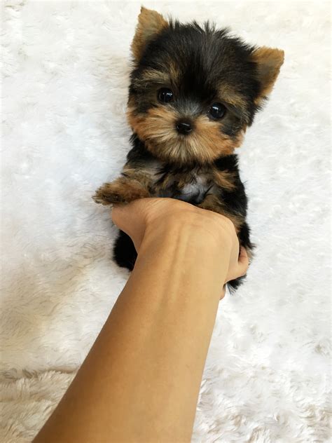 Micro Yorkie Tiny! - iHeartTeacups