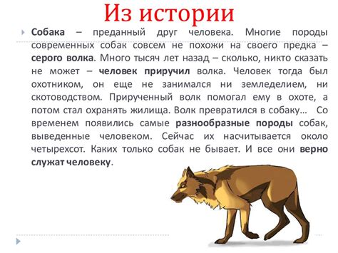Собака – друг человека - презентация онлайн