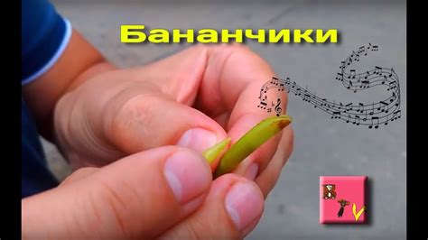 Как сделать свисток из акации желтой/ Свистулька из карагана ...